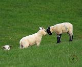 Lambs 8T25D-22
